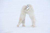 286 - POLAR BEARS DANCING - JOHNSON NORMAN - united states